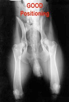 X-ray images