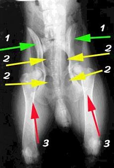 X-ray images