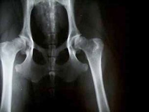рентген тазобедренного сустава у собаки