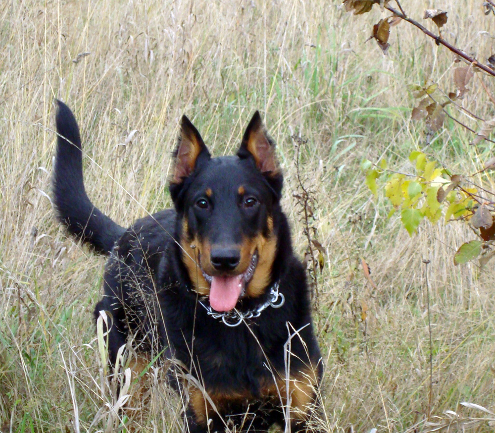 Graduates Kennel Kantrifolk