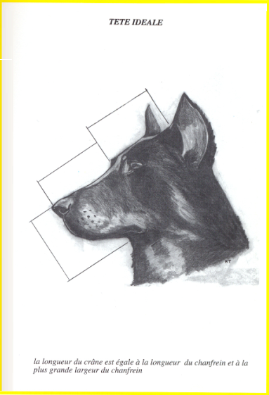 Perfectly correct structure of the head of Beauceron