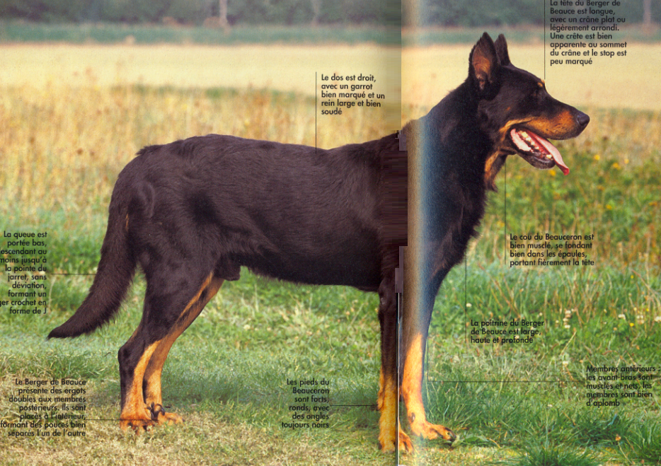 Ideally the correct body structure of the adult Beauceron