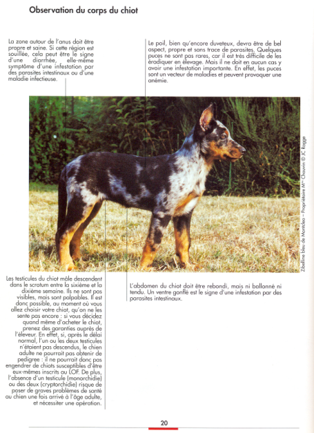 Ideally the correct structure of the body of the puppy Beauceron
