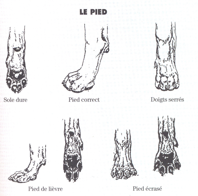 Correct and incorrect structure paws Beauceron