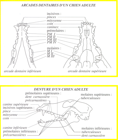 The correct structure of the jaw in Beauceron
